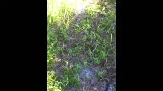 Eastern spadefoot froglet takeover
