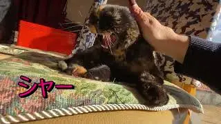 猫達が鬼に変身する節分