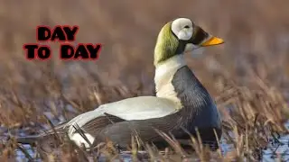 How Baby Spectacled Eider Grows Up/From the Hatch Until He Becomes Adult/Endamic Spices/#GLOBMATIC