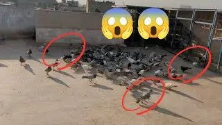 o bhai ya kia ho gay 🕊️🕊️🕊️