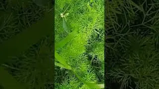 Dill leaves, Dill, Sowa, सोया, Suva sabji, shepuchi bhaji,Anethum graveolens, savaa.