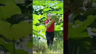 Lotus Seed Harvest #satisfying #shorts
