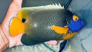 9&rdquo; Blueface Angel (Sumatra)