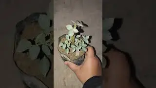 Nursery shopping 🥳🥳🤟