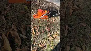 Husqvarna 394 XP idle sound