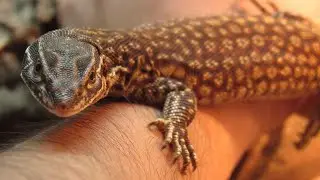Handling My Ackie Monitor For The First Time