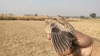 Batair ka New shikar | latest hunting video | ch waheed vlog