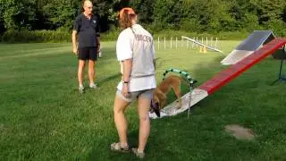 Ziva Agility(kattenloop) Hondenschool Speed Almere d.d. 19-07-2010