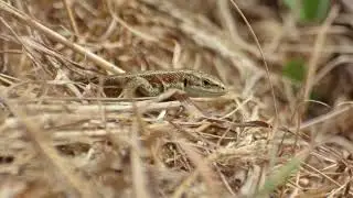 Lizards of the Iveragh Peninsula