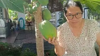 Dari Dapur Kecilku: Masak Daun Ubi, resipi dari Akik Inik zaman dulu.