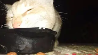 Relaxing ASMR Cat Mukbang 🐟 | Wet Food & Dry Treats (No Talking)