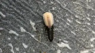 Oiceoptoma thoracica (red-breasted carrion beetle) &ndash; first larval moult