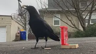 Wild Crows and Jays Solve A 3D Printed Puzzle