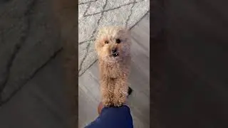 What&rsquo;s Teddy barking at? #dogs #puppy #poodle #subscribe #cute #dogdaysofsummer