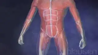 Traumatologie, les Fractures ouvertes et ferm&eacute;e.