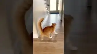 Cats Shaking It Off 😂🐱
