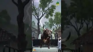 Bull Fights Back During Eid Ritual Prep | Qurbani Gets Intense! 🐂🔥 #rain #nature