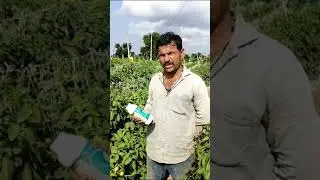 vaishant agro chem Biosafe usres farmer on tomato plot