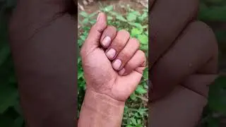 Азиатские жуки, которых вы никогда не видели #любыеуникальныеживотные #жук #насекомые #красивыена...