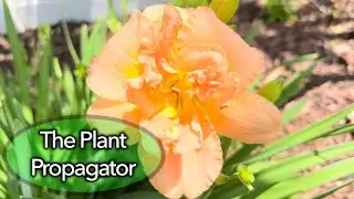 Daylily care and propagation