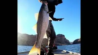 My big swimbait rods and reels for stripers and bass #bigswimbait #bassfishing #swimbaitfishing