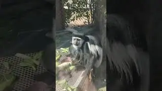 Is This The Most Stylish Monkey In The Jungle?