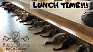 Cat Cafe Puchi Marry Okinawa Japan