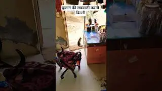 दुकान की रखवाली करती बिल्ली #kachhua #comedyfilms #turtle #animals #catvideos
