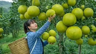 Harvesting pomelos and selling them at the market - Processing the pomelo pulp to make tea