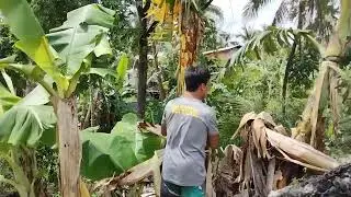 malaking puno nang saging na naman mga ka kit-kit..Sa dipa naka sub sub na😊
