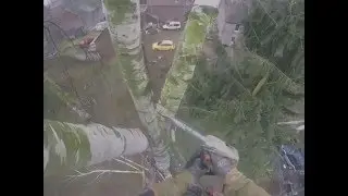 Démontage de bouleau sans déplacement ni rétention