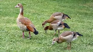Egyptian Goose Family: A Short Nature Story