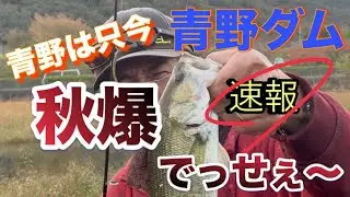 速報‼︎青野は只今、秋爆中。いかなアカンでぇ〜　青野ダム【ブラックバス釣り】