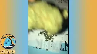 Huge Weed Nugget | High People Doing Things Clips