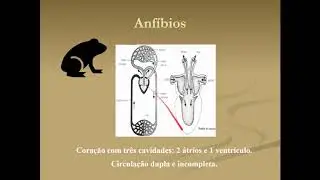 Sistema cardiovascular 1