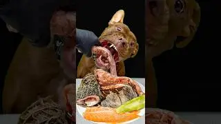 Best of Pitbull Eating Sounds #asmr