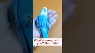 Is this lovebird parrot dead? #parrots #birds #lovebirds#pets#cute