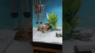 Why does my Tiger Oscar change colors randomly?!? #fish #aquarium #shorts #help #fyp