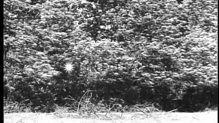 US M-4 tank 'tank dozer' with 'dozer blade in Normandy, France during World War 2 HD Stock Footage