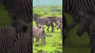 zebra communication 1/3 #shots #animals #wildlife
