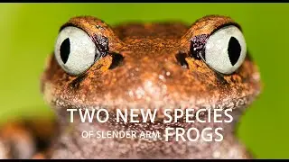 Two New Frog Species from Arunachal Pradesh