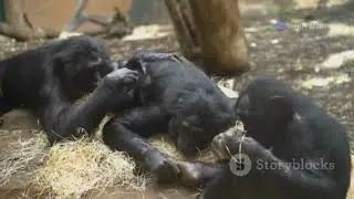 3rd Episode - Human Evolution from Primates to Future Humans. #FromPrimatesToHumans #FutureHumans