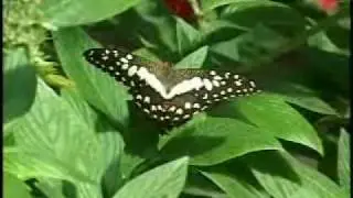 Mackinac Island Butterfly House