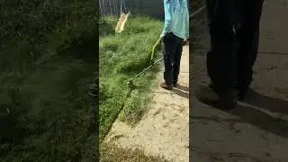 Satisfying string trimming #chillinos #dad #lawn #lawncare #satisfying #viral