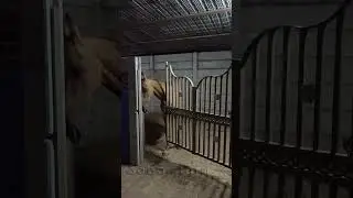 #smart #reels #horse #viral #tranding #horse #blogger #mind #trend