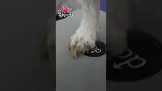 Perfect #dog #nail #trim technique avoids quick myfavoritegroomer.com for tools & training