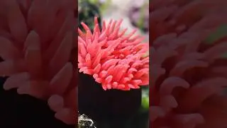 Don&rsquo;t Touch This Sea Strawberry! ✅ #SeaStrawberry #BeadletAnemone #MarineAnimals #PoisonousAnimal