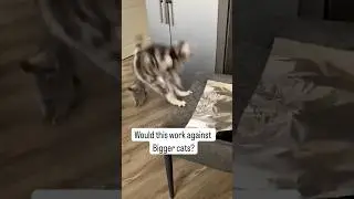 Would this work against bigger cats 🐱❓ aluminum foil on counter trick / Hack