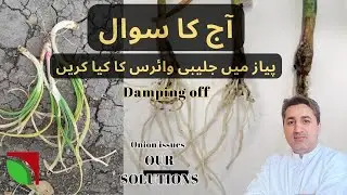 گرمی کا پیاز کے بیماری یا حال: 