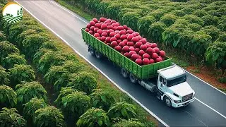How Amazing US Farmers Harvest Cherry - Cherry Processing in  Modern Factory|Farming Documentary